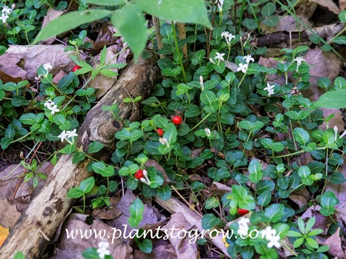 Partridgeberry (Mitchella repens)
This image shows both the fruit and flowers.  (1st week of July)